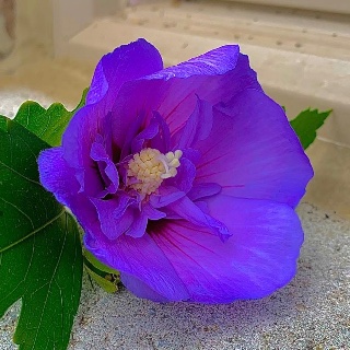 A neighbor's picture